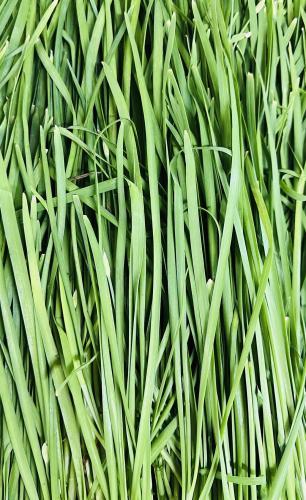新鲜韭菜 200G