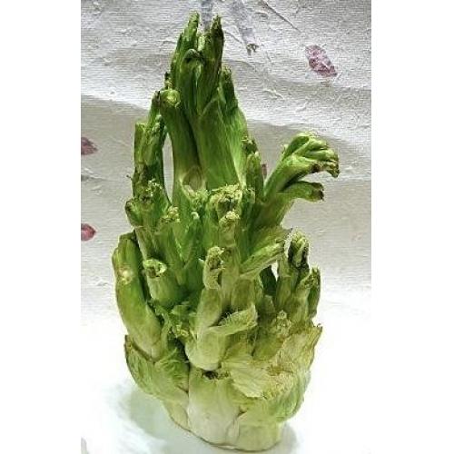 儿菜 娃娃菜 公斤