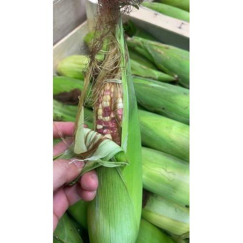 花玉米 彩玉米 鲜玉米 1公斤
